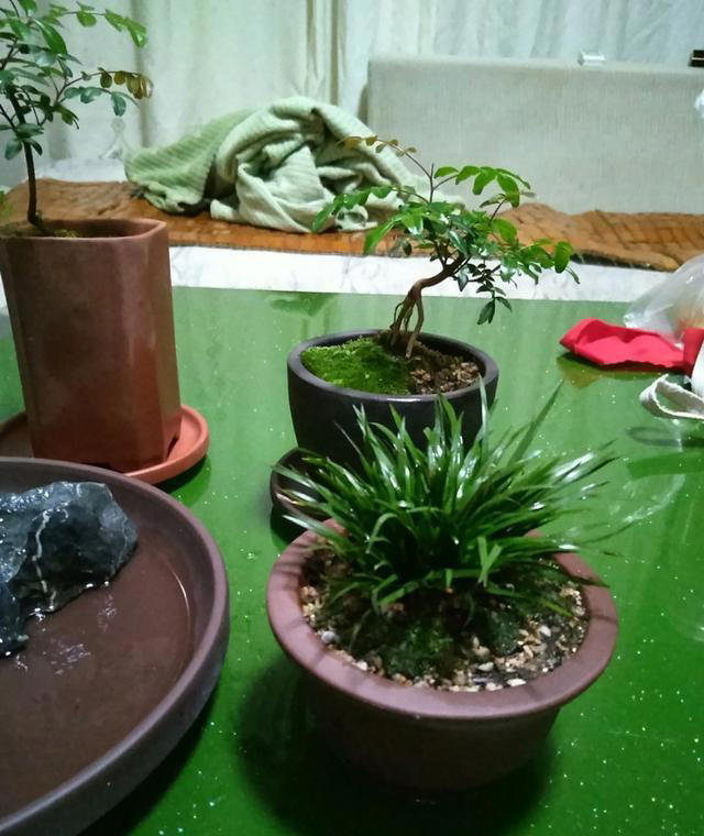 长在石头缝里的“灵草”，遇到不妨挖一棵，养在家里“有好处”