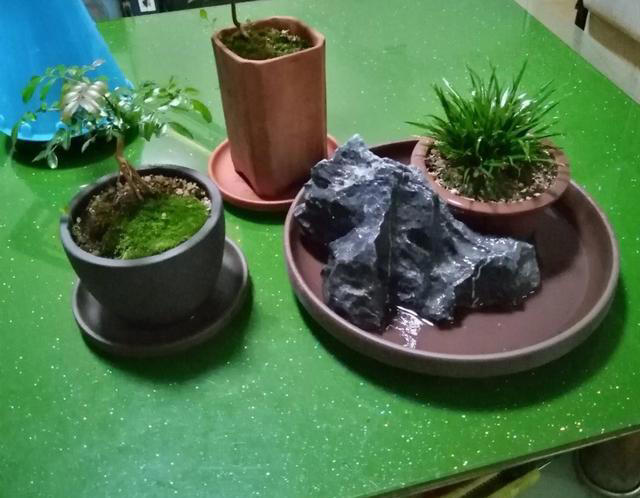 长在石头缝里的“灵草”，遇到不妨挖一棵，养在家里“有好处”