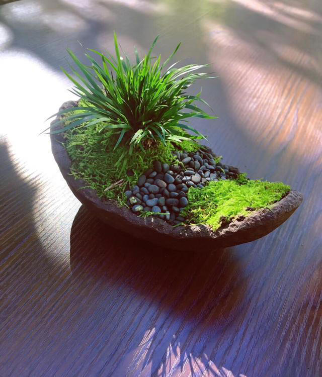 长在石头缝里的“灵草”，遇到不妨挖一棵，养在家里“有好处”