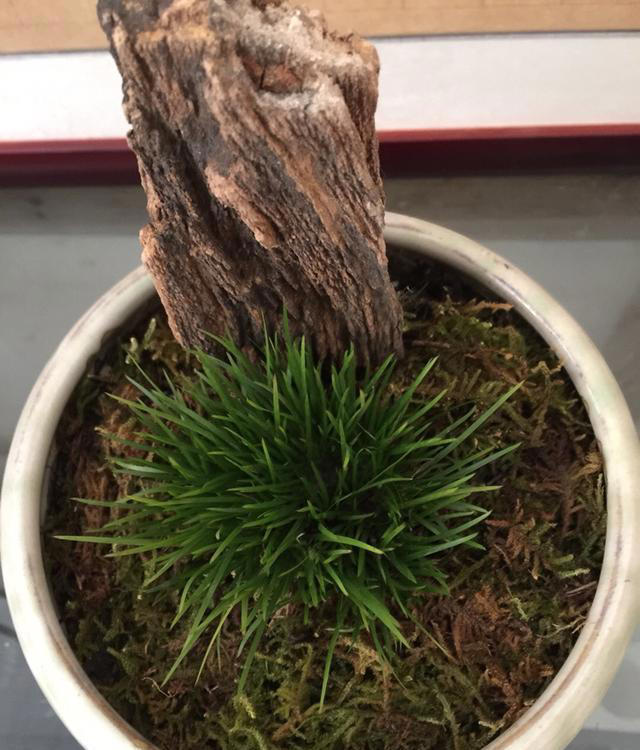 长在石头缝里的“灵草”，遇到不妨挖一棵，养在家里“有好处”