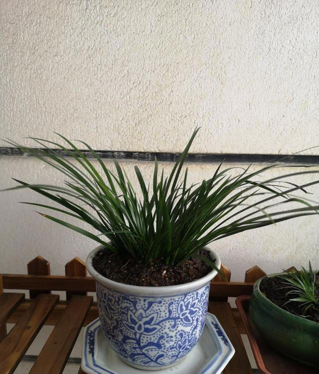 长在石头缝里的“灵草”，遇到不妨挖一棵，养在家里“有好处”