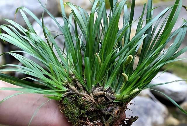 长在石头缝里的“灵草”，遇到不妨挖一棵，养在家里“有好处”
