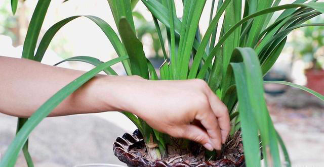 七种常见的“小垃圾”，埋进花盆里，肥得流油养花很给力！