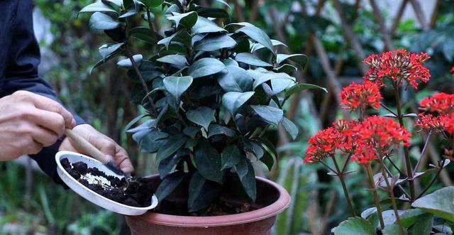 七种常见的“小垃圾”，埋进花盆里，肥得流油养花很给力！