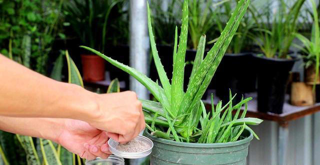 七种常见的“小垃圾”，埋进花盆里，肥得流油养花很给力！