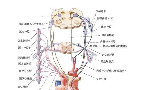 对于高血压患者来说，降压药吃上就是一辈子？医生：并非如此