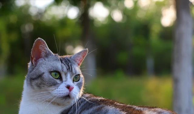 这几种猫咪是“三好学生”性格好、体味香、颜值高！