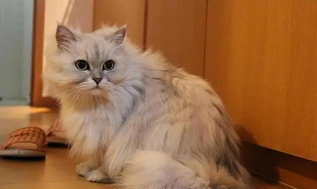 这几种猫咪是“三好学生”性格好、体味香、颜值高！