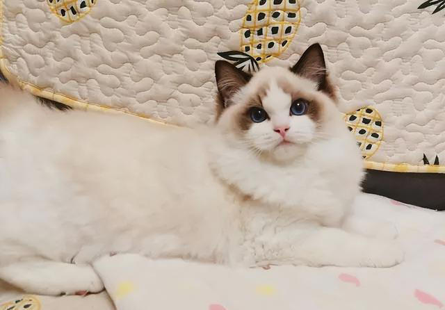 这几种猫咪是“三好学生”性格好、体味香、颜值高！