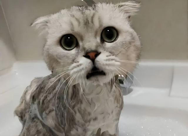 这几种猫咪是“三好学生”性格好、体味香、颜值高！