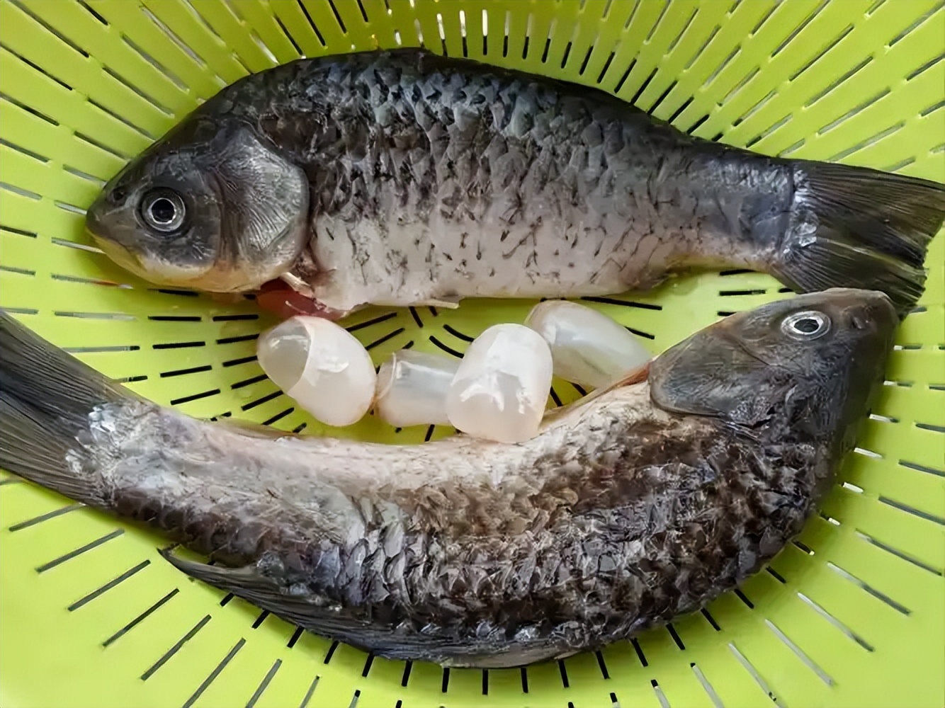 鲫鱼立大功！医生研究发现：鲫鱼对这6种疾病有好处，可以常吃