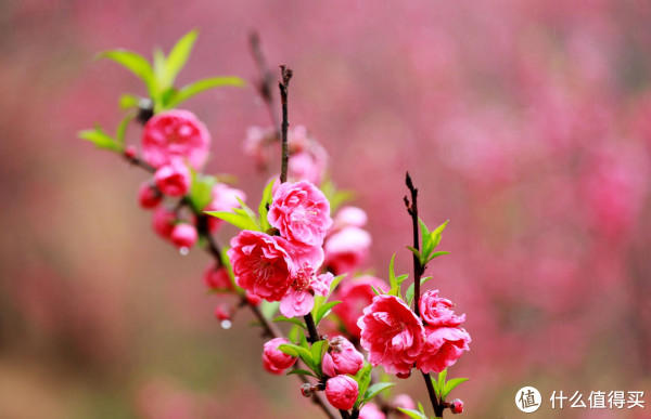 未婚男女必看：这7种家庭，嫁/娶前一定要三思