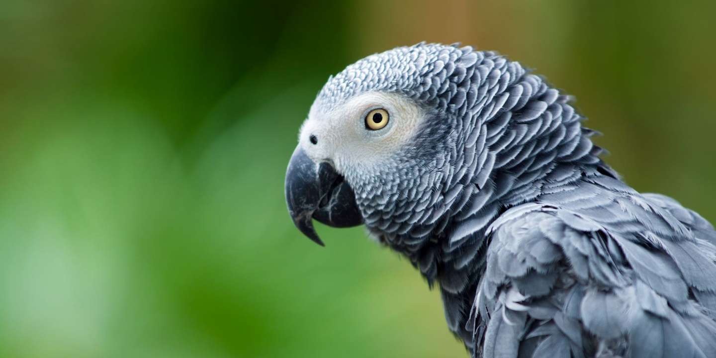 最会学舌的鹦鹉-非洲灰鹦鹉