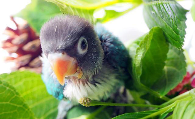 盘点鹦鹉的5大生活习性，新手养鸟须知！
