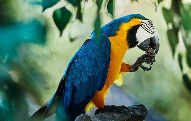 盘点鹦鹉的5大生活习性，新手养鸟须知！