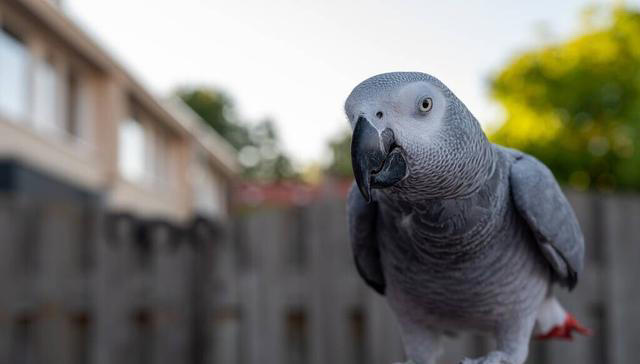 盘点鹦鹉的5大生活习性，新手养鸟须知!