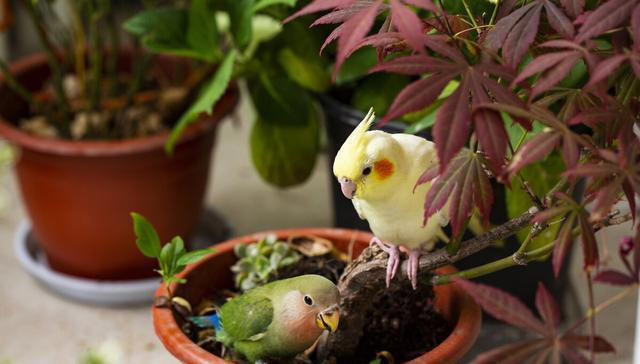 盘点鹦鹉的5大生活习性，新手养鸟须知！