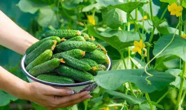 早上要注重养肝，少吃馒头，多吃这几样食物，养肝护胃身体好