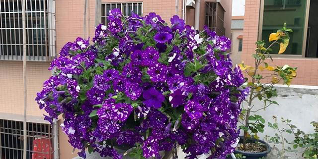 建议大家“穷养”5种花，花盆越小长得越旺，寿命还很长