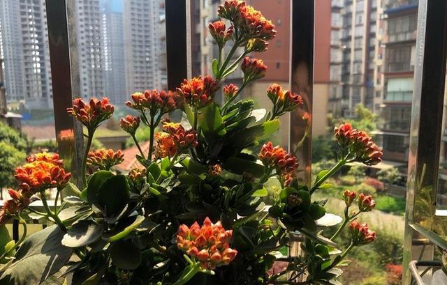 建议大家“穷养”5种花，花盆越小长得越旺，寿命还很长