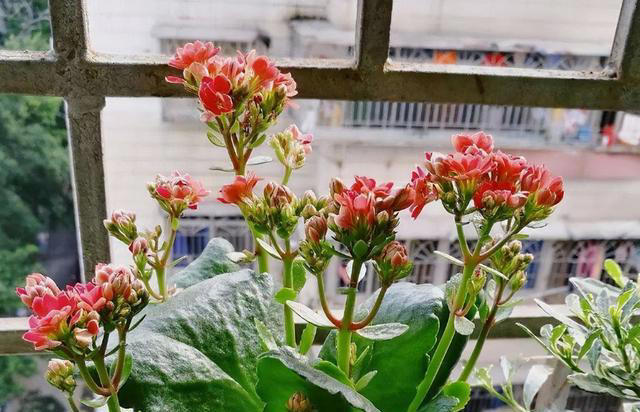 建议大家“穷养”5种花，花盆越小长得越旺，寿命还很长