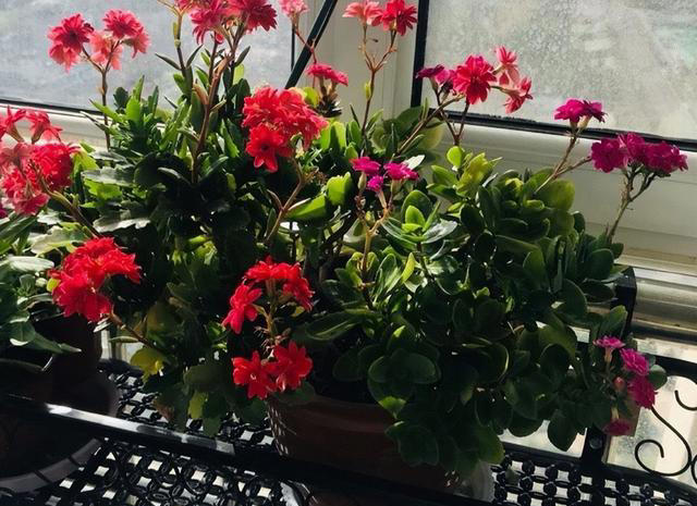 建议大家“穷养”5种花，花盆越小长得越旺，寿命还很长