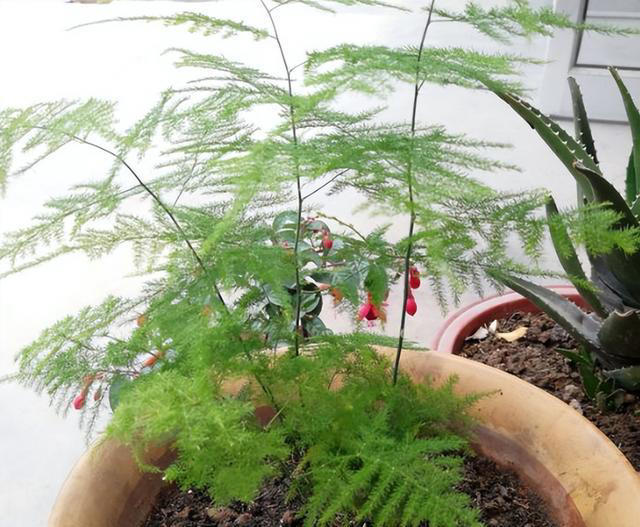 建议大家“穷养”5种花，花盆越小长得越旺，寿命还很长