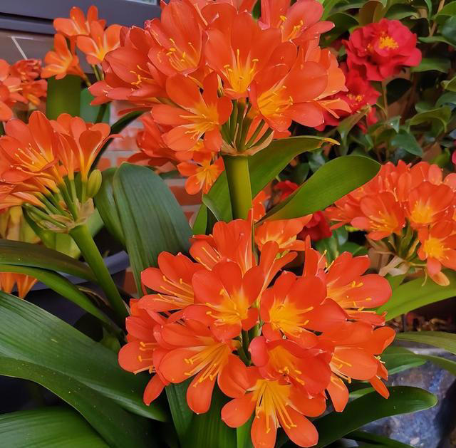 建议大家“穷养”5种花，花盆越小长得越旺，寿命还很长