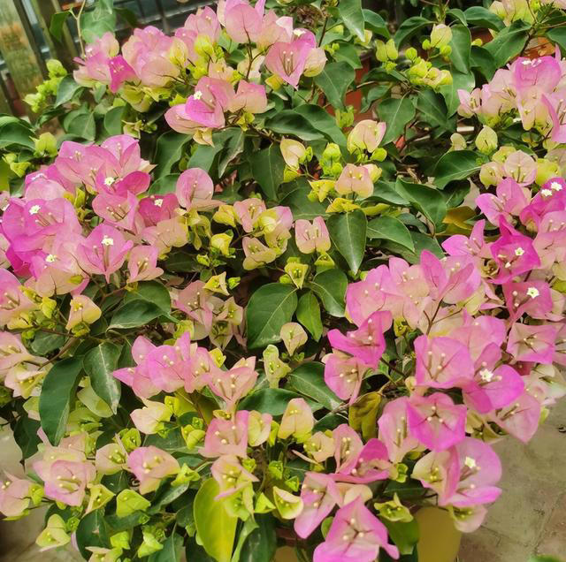 建议大家“穷养”5种花，花盆越小长得越旺，寿命还很长