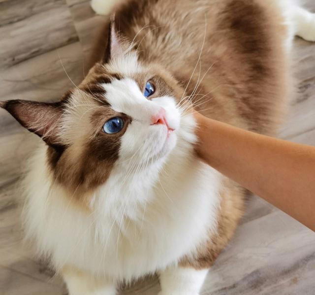 原来“布偶猫”的呼声这么高，是有那么多优点!