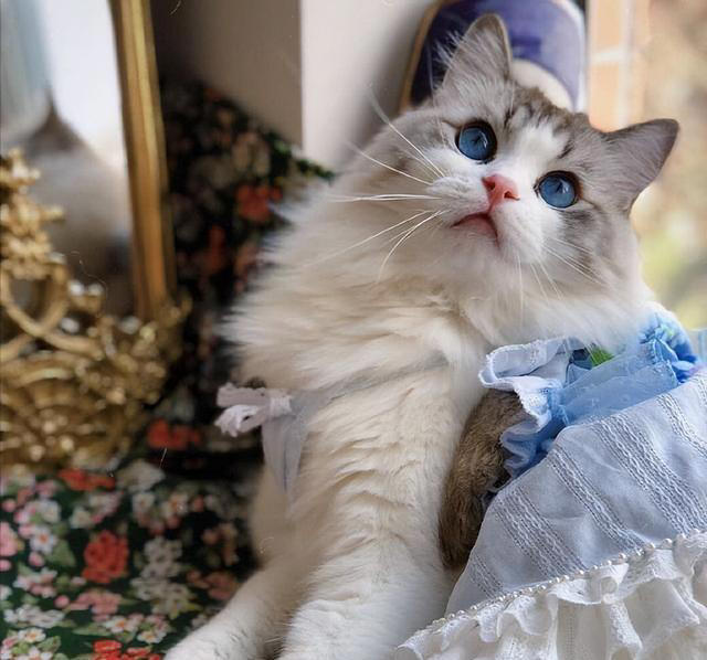 原来布偶猫的呼声这么高，是有那么多优点!