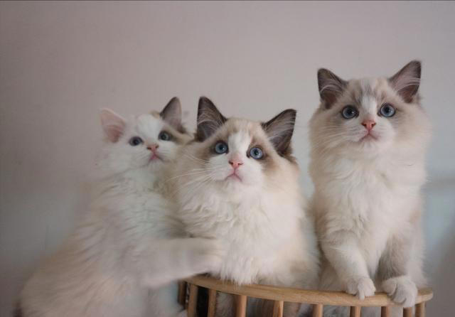 原来“布偶猫”的呼声这么高，是有那么多优点!