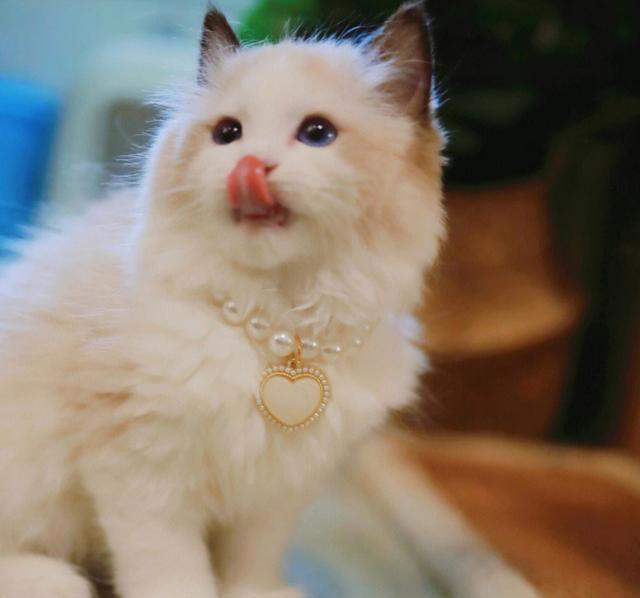 原来“布偶猫”的呼声这么高，是有那么多优点!