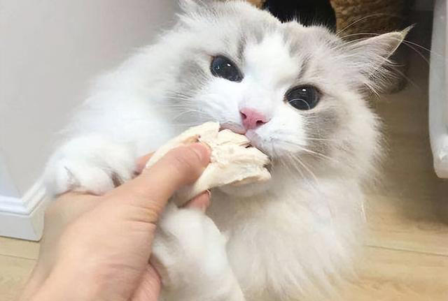 原来“布偶猫”的呼声这么高，是有那么多优点!