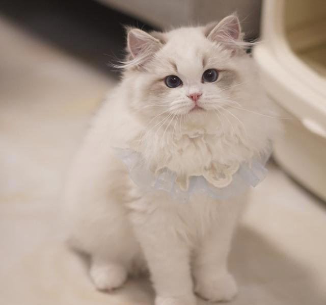 原来“布偶猫”的呼声这么高，是有那么多优点!