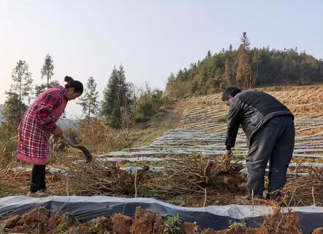 为何老一辈人常吃咸菜，却很少生病呢？医生直言：原因其实很简单