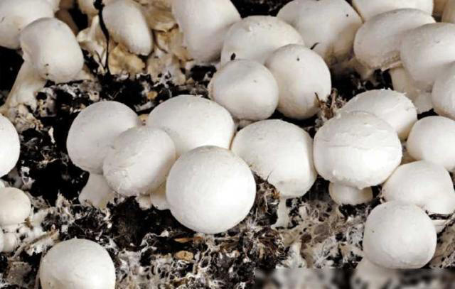 口蘑的“死对头”，医生提醒：二者万不可同吃，吃口蘑的禁忌要懂