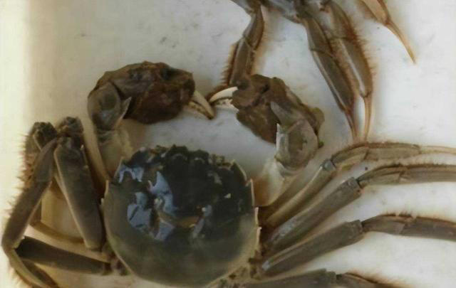 口蘑的“死对头”，医生提醒：二者万不可同吃，吃口蘑的禁忌要懂