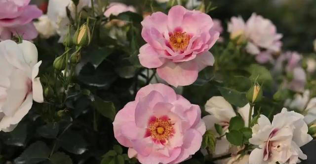 家里院子种上6种花，皮实好养爱开花，轻松开成小花园