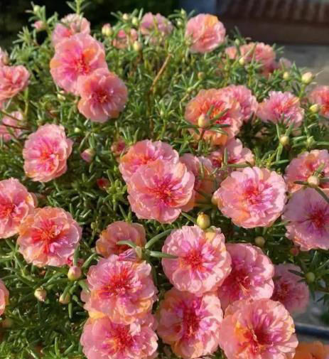 家里院子种上6种花，皮实好养爱开花，轻松开成小花园