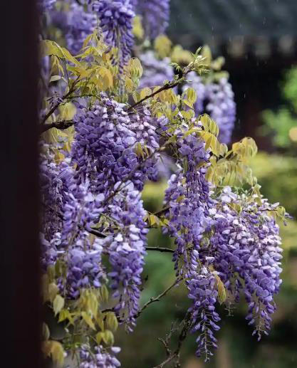 家里院子种上6种花，皮实好养爱开花，轻松开成小花园