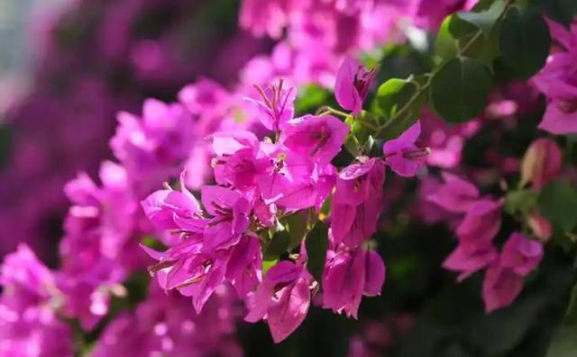 家里院子种上6种花，皮实好养爱开花，轻松开成小花园