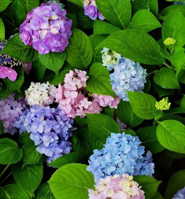 家里院子种上6种花，皮实好养爱开花，轻松开成小花园