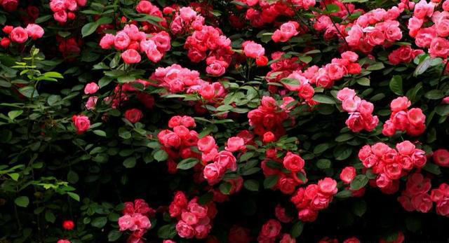 家里院子种上6种花，皮实好养爱开花，轻松开成小花园