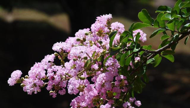 院子里养这6种花，色彩斑斓，四季有花，浪漫满园