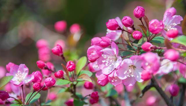 院子里养这6种花，色彩斑斓，四季有花，浪漫满园