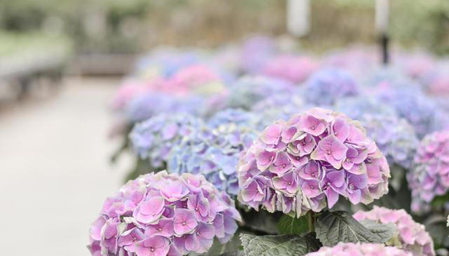 院子里养这6种花，色彩斑斓，四季有花，浪漫满园