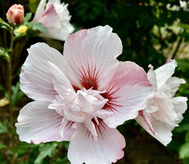 院子里养这6种花，色彩斑斓，四季有花，浪漫满园