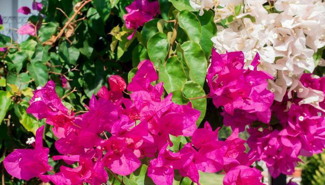 院子里养这6种花，色彩斑斓，四季有花，浪漫满园