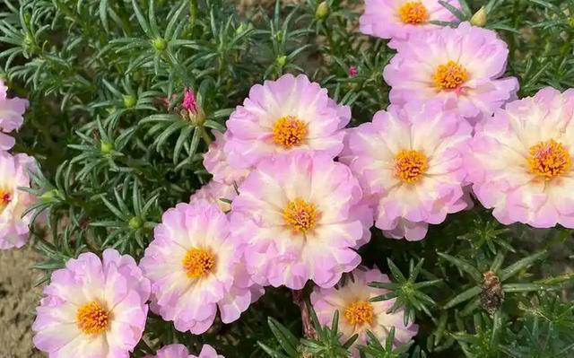 这3种“耐旱花”，别乱浇水，浇水越少开花越艳，长得越旺盛!